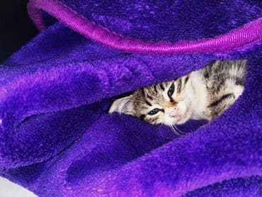 котенок в хорошие руки: Tabbi, Yaxşı əllərə — 3