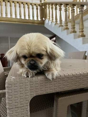 coban iti: Pekines — 3