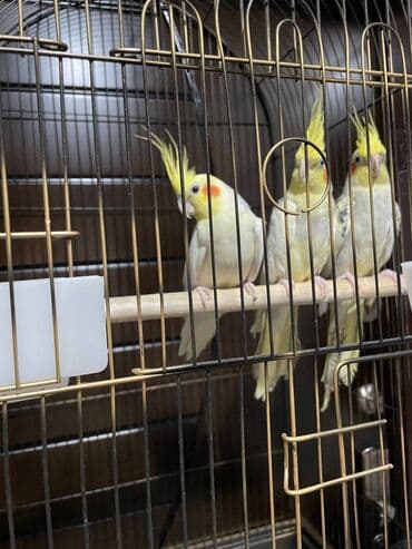 quş qəfəsi qiymətləri: Salamlar quşlar şatılir hamısı idyal vəziyyətdədirlər .vitaminləri35 — 9