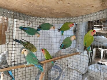 попугай ара цена: Fişer nerazlucnik ayrılmazlar maskvıy papuqayları bala verən cütlər — 1