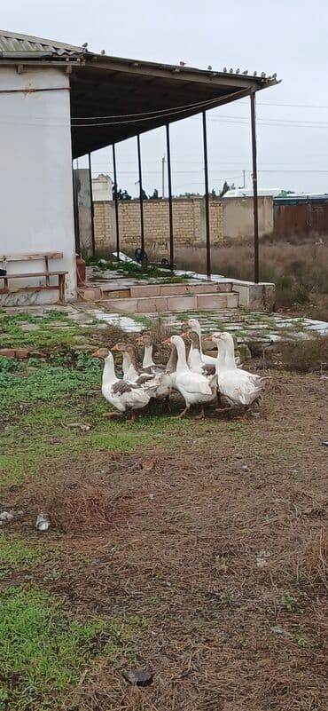 heyvan bazari inekler: Ümumi 10 ədəd qazdı mart ayında çıxıblar kom şəkildə satılır yaxşı — 2