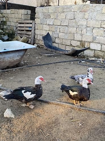 qus yuvalari: Lal ördəklər tam sağlar cavandılar 1 ilin fərələridi, 7 8 aylıqlarda — 2