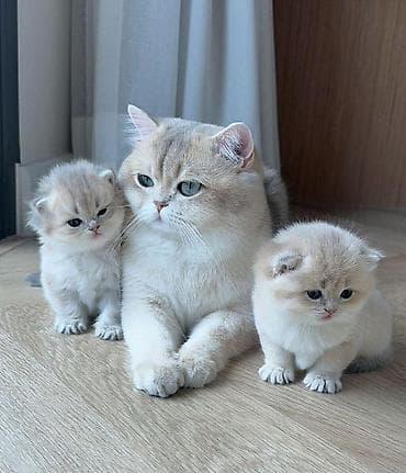 paroda pişik: Elit valideynlərdən ŞOU-KLASS balalar! 💎bu qiymətə saf qan pişiklər — 2