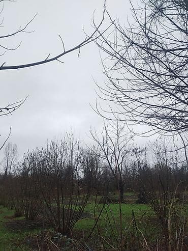 binə savxozda torpaq: Kənd təsərrüfatı — 5