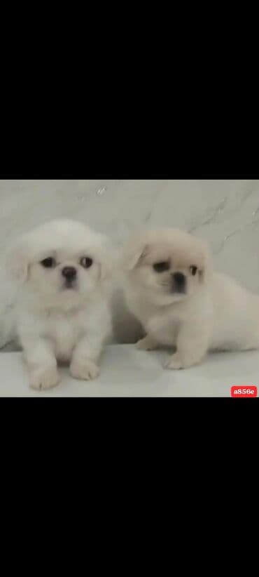 Qoruyucu plyonka və şüşələr: Pekines, 1 ay, Erkek, Peyvəndli, Ünvandan götürmə — 1