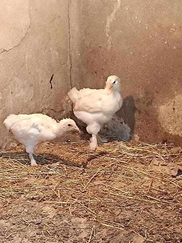 Digər quşlar: Salam.Shekilde gorduyunuz heyvanlarin balalari satilir,2 aylarina az — 8