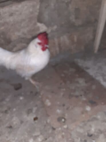 linqorin toyuqlar: Ağ rəngli xoş görünüşlü xoruz unvan Bileceri yaponka xoruz - Rəng — 1