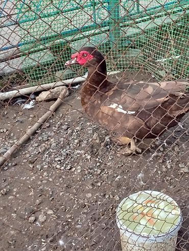 Erkək, | Lal ördək, Damazlıq, Ünvandan götürmə