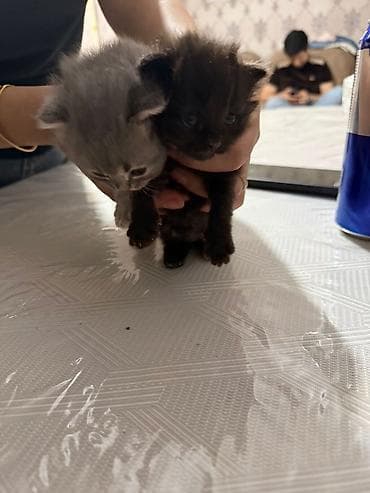 pişik ucun sumka: Şotland yastı qulaq, Pulsuz çatdırılma — 8