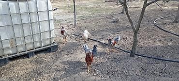 quşlar: Toyuq, Damazlıq — 4