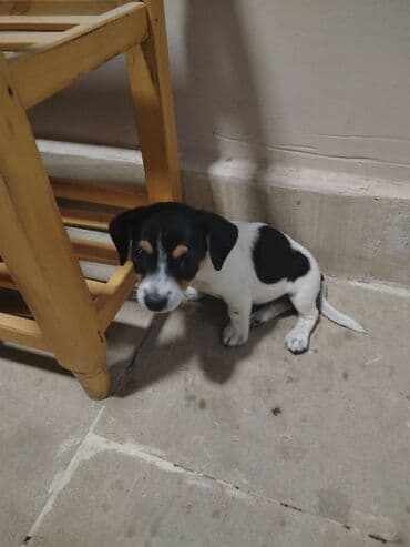 джек рассел терьер сколько стоит: Джек-рассел-терьер, 5 месяцев, Бесплатная доставка — 3