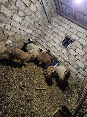 рынок животных в баку: Salam Heyvanlar saglam ve kokdular Yalniz heyetde qilluq edilir Cole — 1