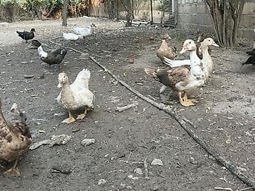Самка, | Lal ordek, Для разведения — 6