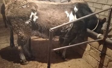 sort inəklər: Mal-qara – inək - Cins: qarışıq yerli südlük/ətlik tip - Rəng — 2