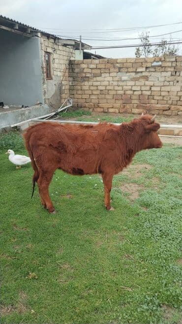 qarderob yuvası giriş zalı: Dişi dana satilir — 1