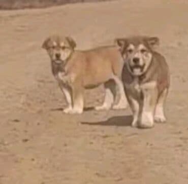 doberman balaları: Qurdbasar — 6