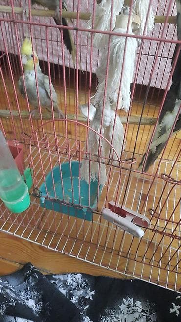 tap.az heyvanlar itler: Tutuquşları — 5