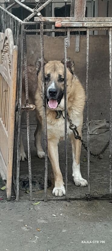 Qurdbasar lalafo.az -da Qurdbasar