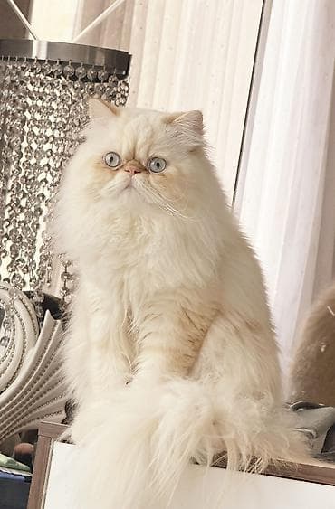 boz kurt sekilleri: Fars, Erkək, Cütləşmə üçün — 2