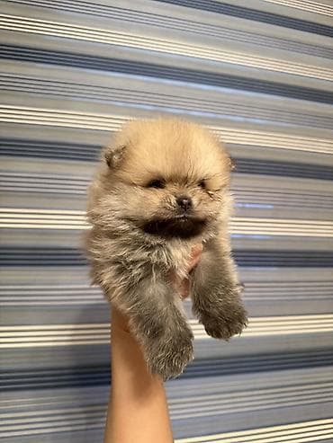 Quşlar: Şpitz — 5