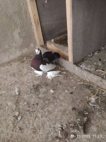 en cox yumurta veren toyuqlar: Tam sağlam quşlardır — 2