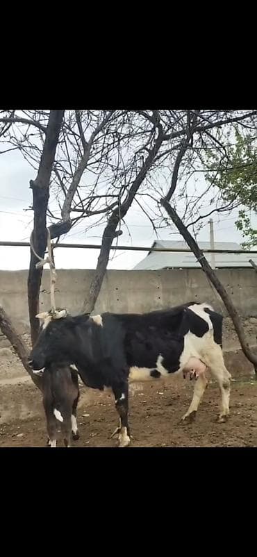südlü iney: Simental tipli qara-ağ rəngli inək bala ilə birlikdə. - İri bədən — 3