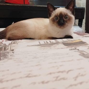 Кошки: Сиамская, Самка — 5