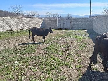 3 toyuq 3 gune 3 yumurta: Yetiy boğaz heyvanlardır - ana baladilar,biri birinci qarına — 4