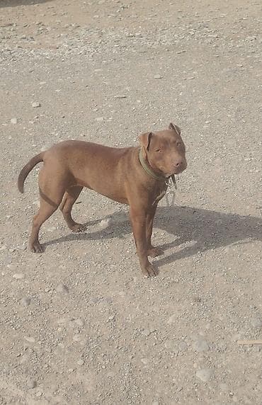 azerbaycan it adlari: Cins: it (tam cins məlumatı göstərilmir) Rəng: tünd qəhvəyi — 2