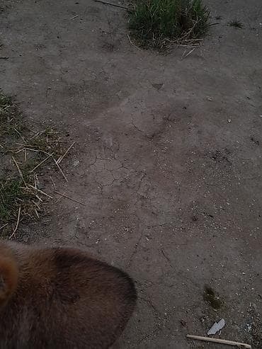 ən iri it cinsi: Kanqal, Peyvəndli — 4