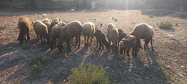 edilbay qoyunu: Dişi, il: 2, 50 kq, Ətlik, Ünvandan götürmə — 6