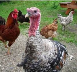 Yaxşı sort hinduşkalardı.Müxtəlif çəkiləri(3,4,5 kilo)var.Kom alana lalafo.az -da Yaxşı sort hinduşkalardı.Müxtəlif çəkiləri(3,4,5 kilo)var.Kom alana