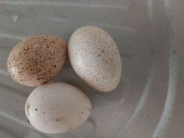 Volkswagen: Məhsul: Amerika Bronz Hindushka yumurtasi — 2