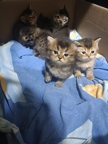 balaca dovşan: Britan — 3