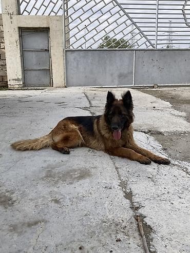 afcarka satilir: Alman çoban iti, 1 il, Erkek, Peyvəndli, Ünvandan götürmə — 1