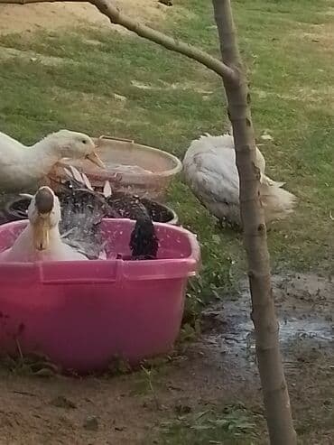 ördək balası və cücə: Ev şəraitində bəslənən ördəklər - Növ: məişət üçün saxlanılan — 11