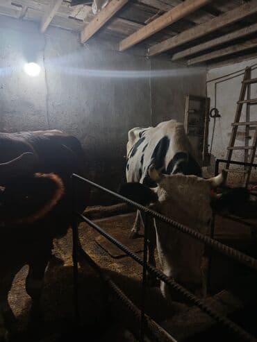 cins inekler: 3 ədəd inək satılır. Yanvar ayında doğmalıdır. Əlavə olaraq 1 baş 3 — 3