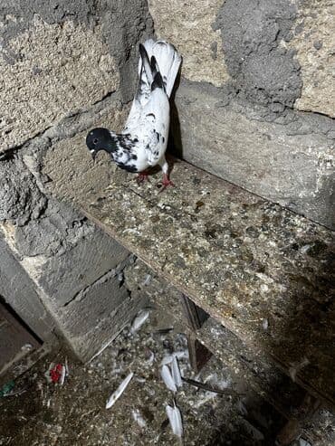 göyercin yuvası: Salam 18.19 quwdi hamsi tam sağlamdi oz quwdarimdi isimle elaqeder — 14