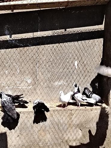 tutuquşu haqqinda melumat: Ev göyərçinləri – müxtəlif rəng və naxışlarda - Növ: ev/yarış/ucuş — 2