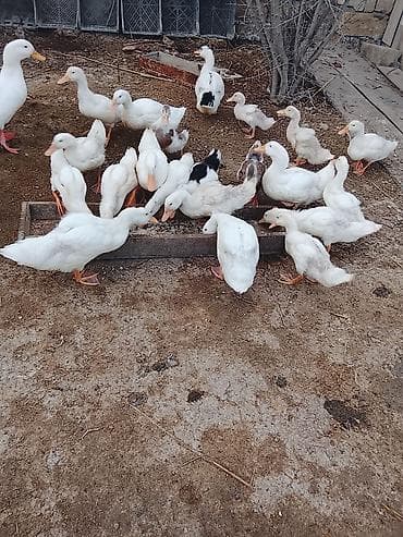 Salam sağlam heyvanlardı Pekin ördəyidi ətlik