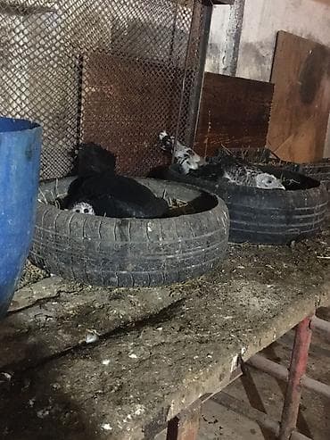 qaz heyvan: Məhsul: Hinduşka və qaz sürüsü Təsvir: - Şəkillərdə təsərrüfat — 6