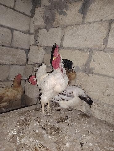 Yerli kənd xoruzlari 8 ədəddir 1il 3 aylıq xoruzlardir 1den çox alana
