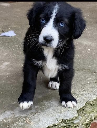 qumru quşu rusca: Koker spaniyel, 2 ay, Dişi, Peyvəndli, Ödənişli çatdırılma — 6