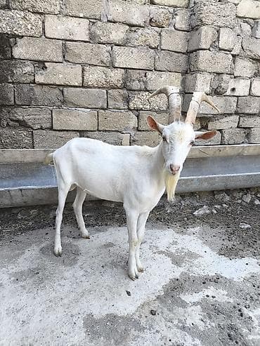 keci: Təmiz orginal Sani təkəsidi 1 yaşı var 6 litir süd verən keçin — 5