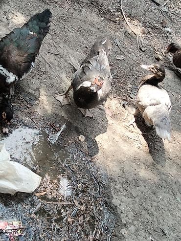 bildircin satisi: Boyuk balaca ördəklər satılır ünvan Xırdalan — 2