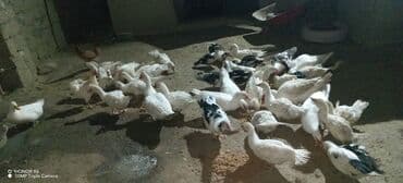 Daraq panellər: Erkək, Ətlik — 7