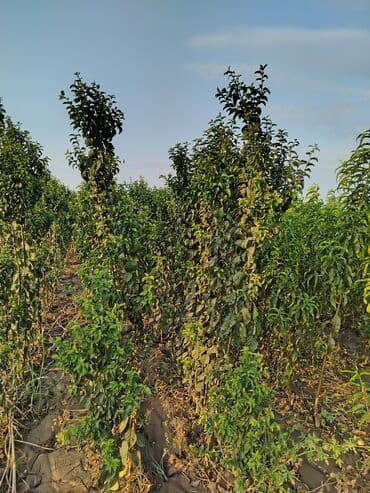 zeytun satışı: Hər növ ağac tinglerinin satışı — 11