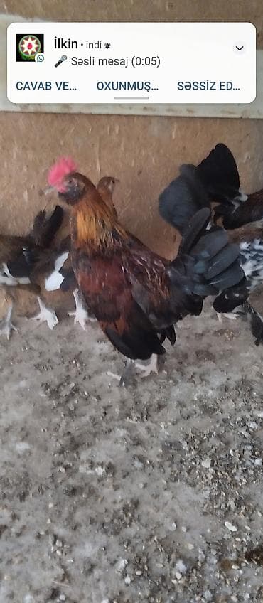lal ördək satılır: Saqqallı yaponka beçə 3 aylıq. ünvan Neftçala Bakıya göndərə bilərəm — 3
