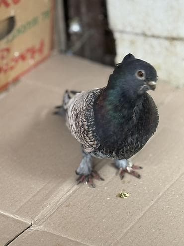 Erkey bala veren hünkari satilir ciddi alicilar yazsin