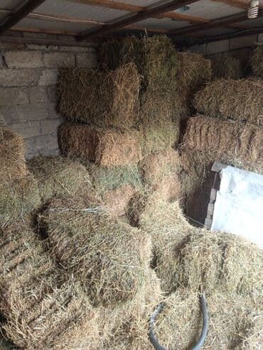 Inəklər, öküzlər: Yonca pres satilir. Heyvanlari satdigima gore presi də satiram. 7 — 4